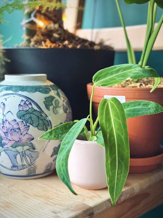 Anthurium warocqueanum | Queen Anthurium