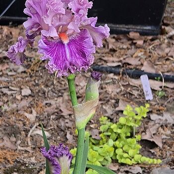 Just Witchery Bearded Iris