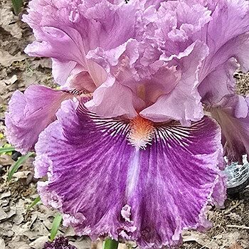 Just Witchery Bearded Iris