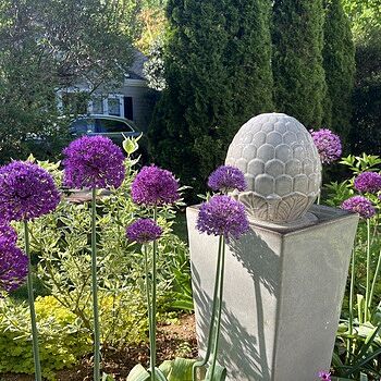 Persian Blue™ Allium
