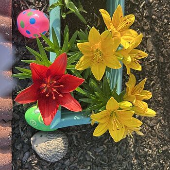 Sunset Carpet Border Lily™ Mixture