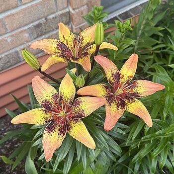 Tribal Dance Asiatic Lily