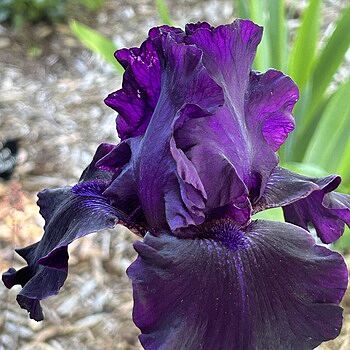 Ozark Rebounder Reblooming Bearded Iris