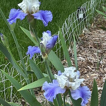 Stairway to Heaven Bearded Iris