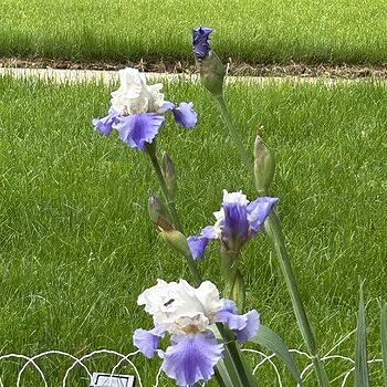 Stairway to Heaven Bearded Iris
