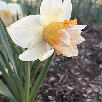 Extravaganza Daffodil
