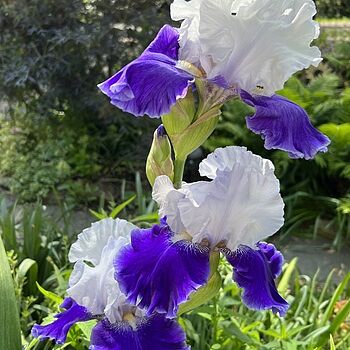 World Premier Bearded Iris