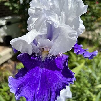 World Premier Bearded Iris