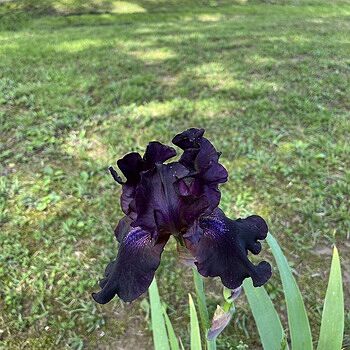 Black Is Black Bearded Iris