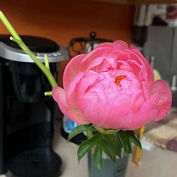 Coral Sunset Peony