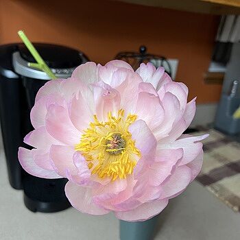Coral Sunset Peony