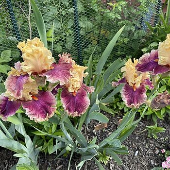 Decadence Bearded Iris