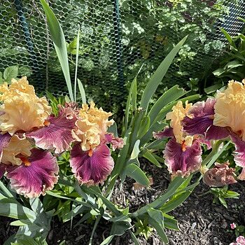 Decadence Bearded Iris