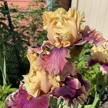 Decadence Bearded Iris