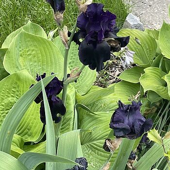 Black Is Black Bearded Iris
