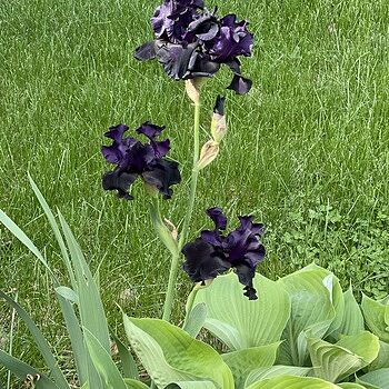 Black Is Black Bearded Iris