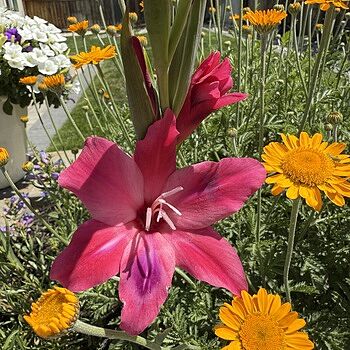 Vulcano Hardy Gladiolus