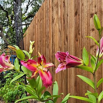Lily Tree® Mixture