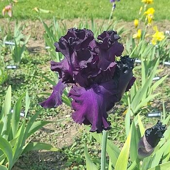 Black Is Black Bearded Iris