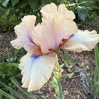 Concertina Reblooming Bearded Iris