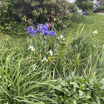 Reblooming Tall Bearded Iris Mixture