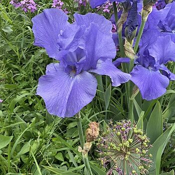 Reblooming Tall Bearded Iris Mixture