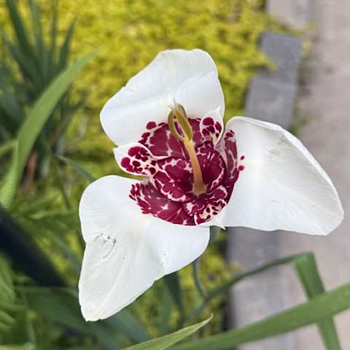 Tiger Flowers Mixture