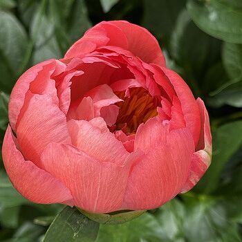 Coral Charm Peony