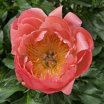 Coral Charm Peony