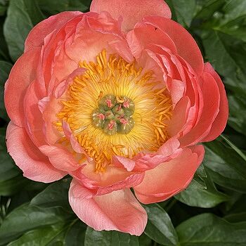 Coral Charm Peony