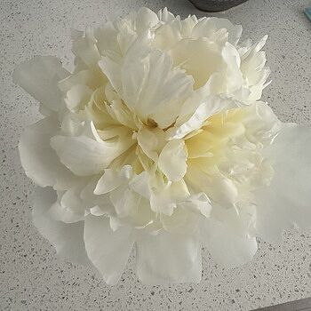 Cut-Flower Peony Mixture