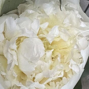 Cut-Flower Peony Mixture