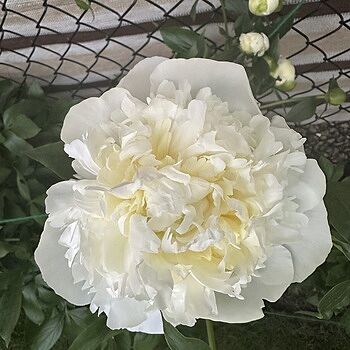 Cut-Flower Peony Mixture