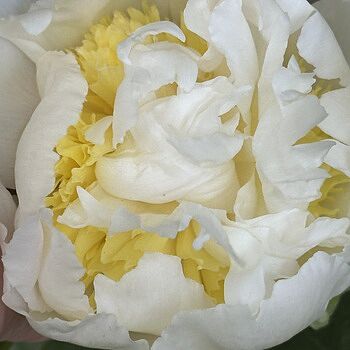 Cut-Flower Peony Mixture