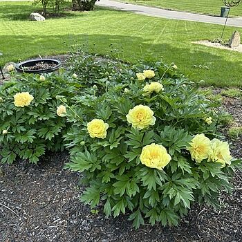 Bartzella Itoh Peony