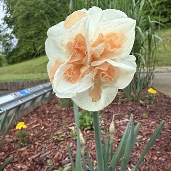 Peach Prince Daffodil