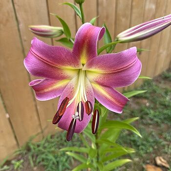 Empoli Lily Tree®