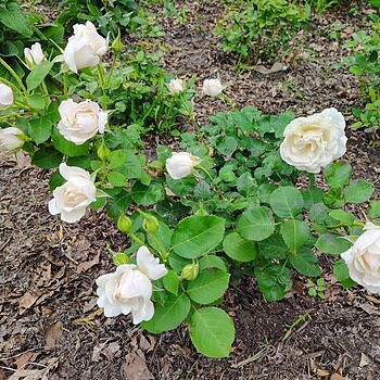 Easy Spirit™ Floribunda Rose
