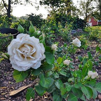 Easy Spirit™ Floribunda Rose