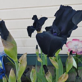 Ozark Rebounder Reblooming Bearded Iris