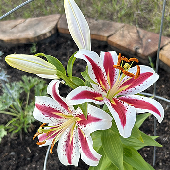 Big Smile Lily