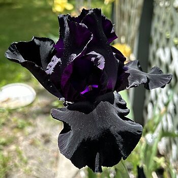 Black Is Black Bearded Iris