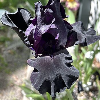 Black Is Black Bearded Iris