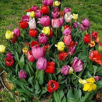 WOW!® Pride Perennial Tulip Mixture