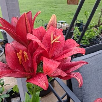 Red Highland Lily