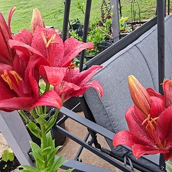 Red Highland Lily