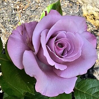 Neptune™ Hybrid Tea Rose