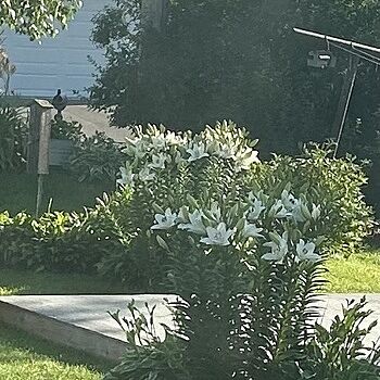 Eyeliner Lily
