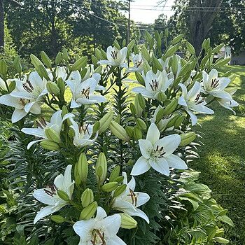 Eyeliner Lily
