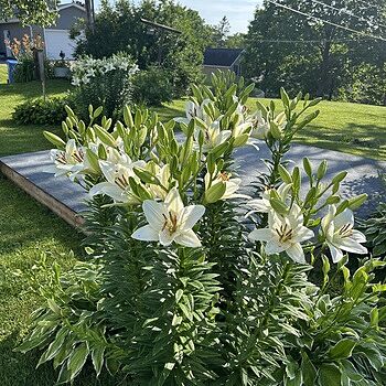 Eyeliner Lily